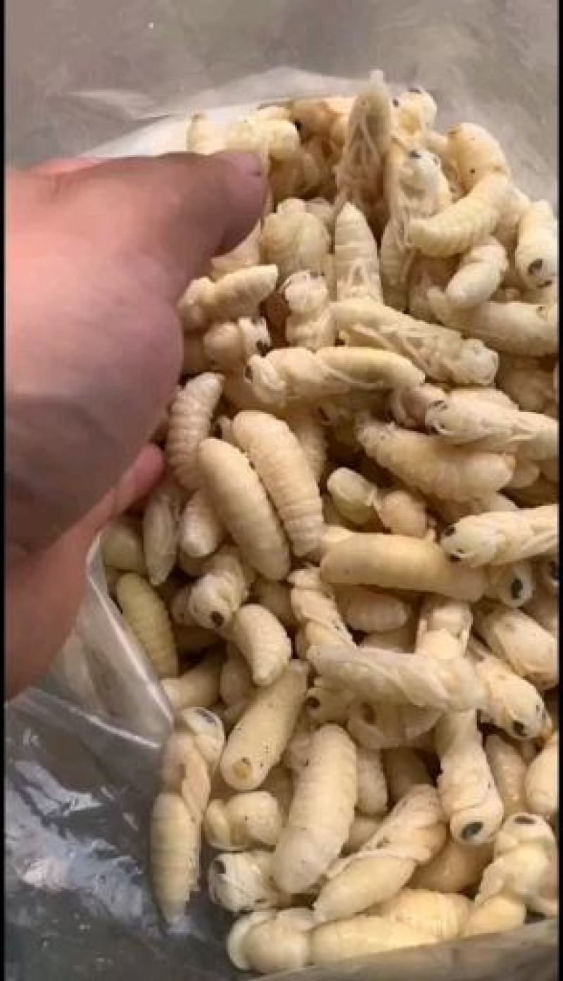 土蜂蛹，地蜂蛹，金环虎头蜂，老蜂泡酒，各价格都有货