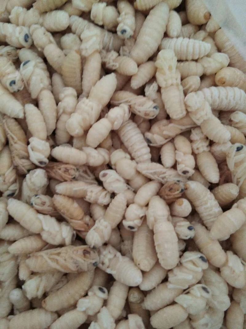 土蜂蛹，地蜂蛹，金环虎头蜂，老蜂泡酒，各价格都有货