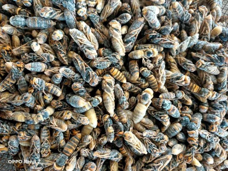 土蜂蛹，地蜂蛹，金环虎头蜂，老蜂泡酒，各价格都有货