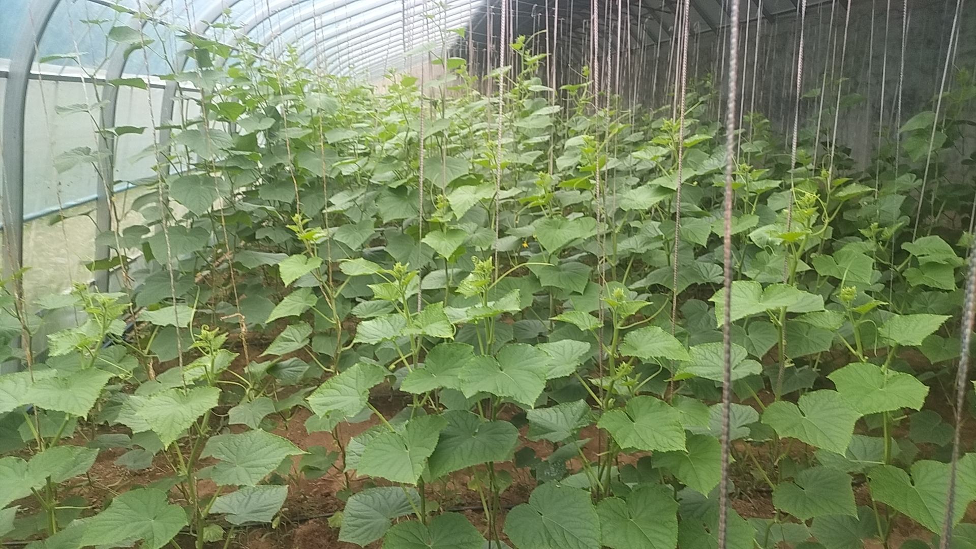 冰翡翠旱黄瓜种植基地航拍图