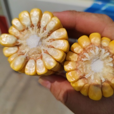 玉米棒