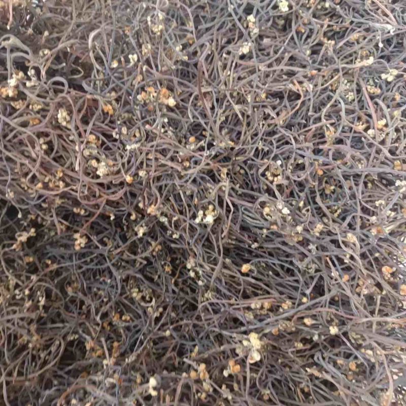 湖南蕨菜
