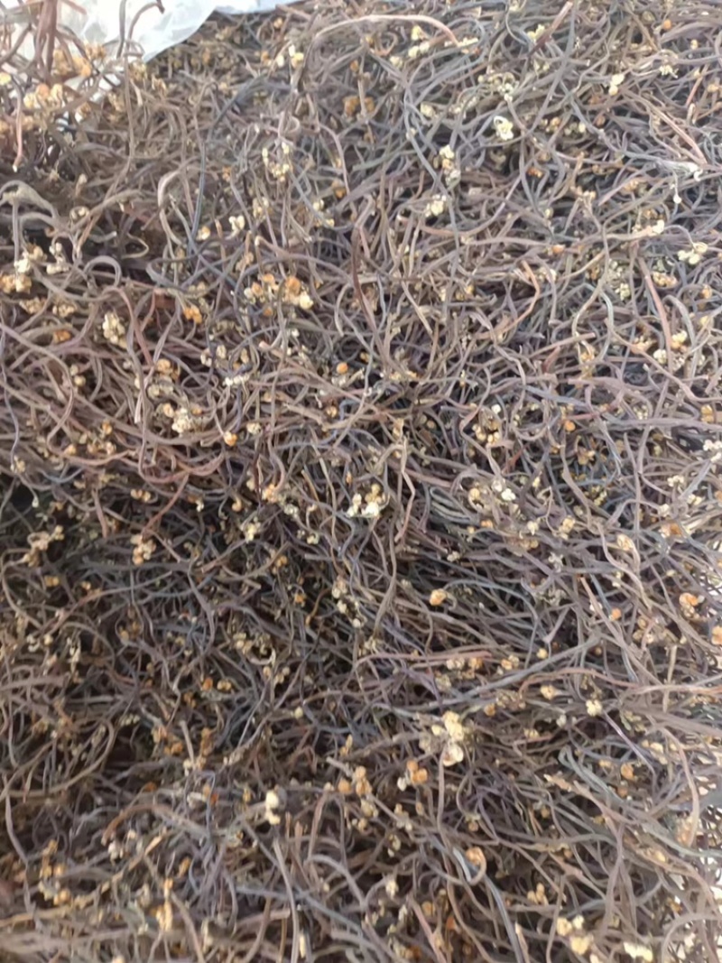 湖南蕨菜