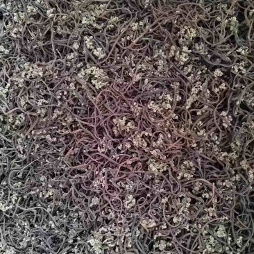 东北蕨菜干（紫色）