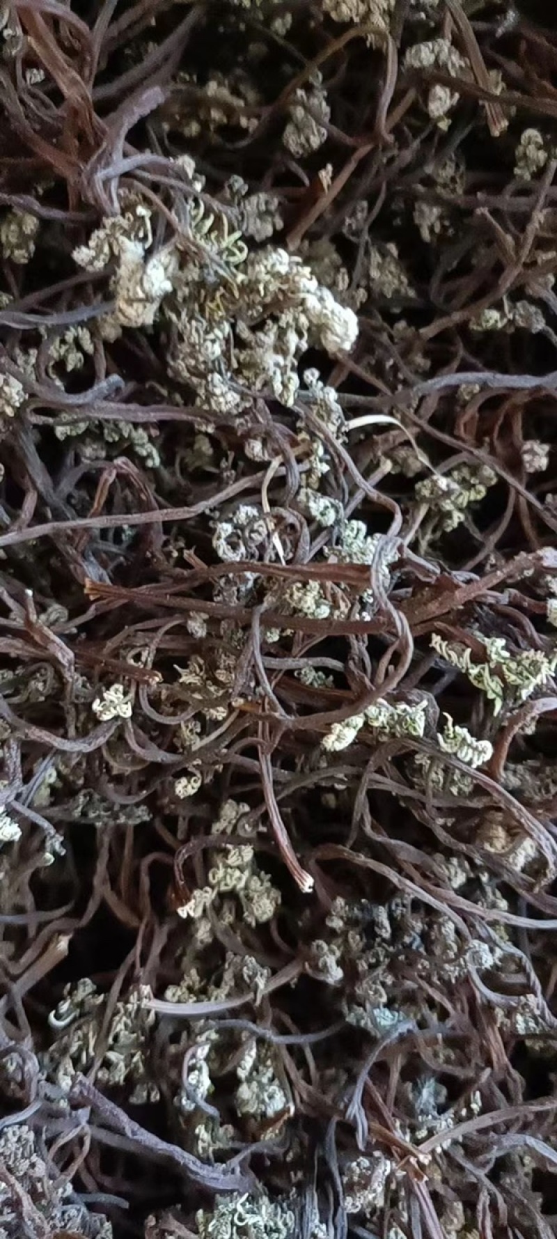 东北蕨菜干（紫色）