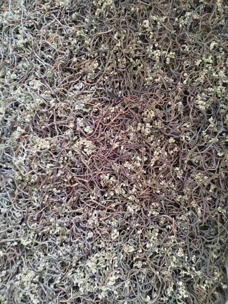 东北蕨菜干（紫色）