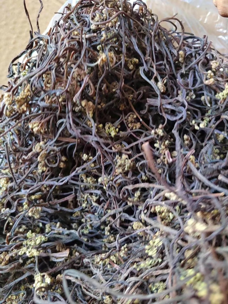 东北蕨菜干（紫色）