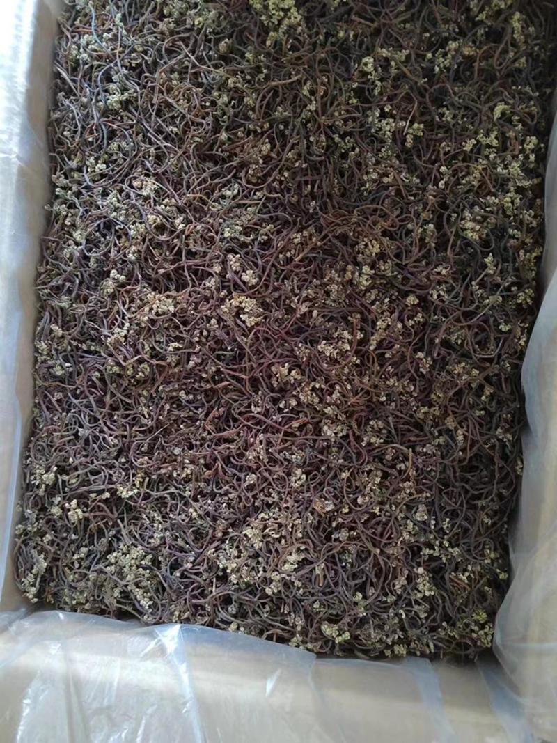 东北蕨菜干（紫色）