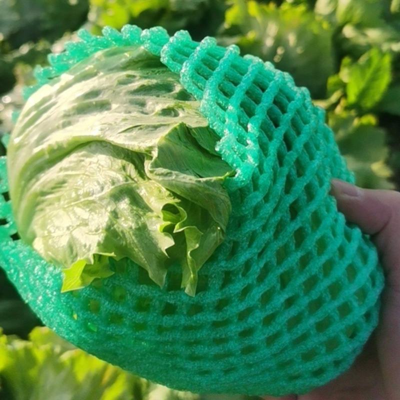 陕西生菜圆球生菜大量供应支持视频看货代发全国市场