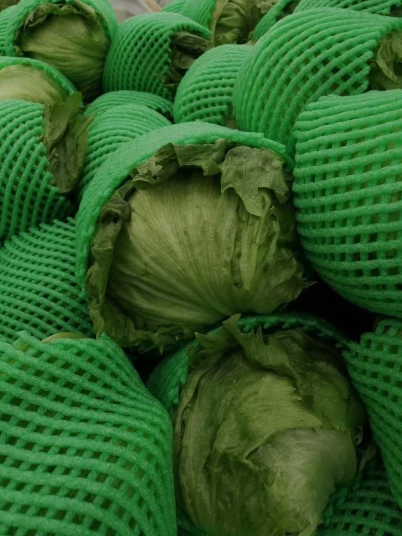 陕西生菜圆球生菜大量供应支持视频看货代发全国市场