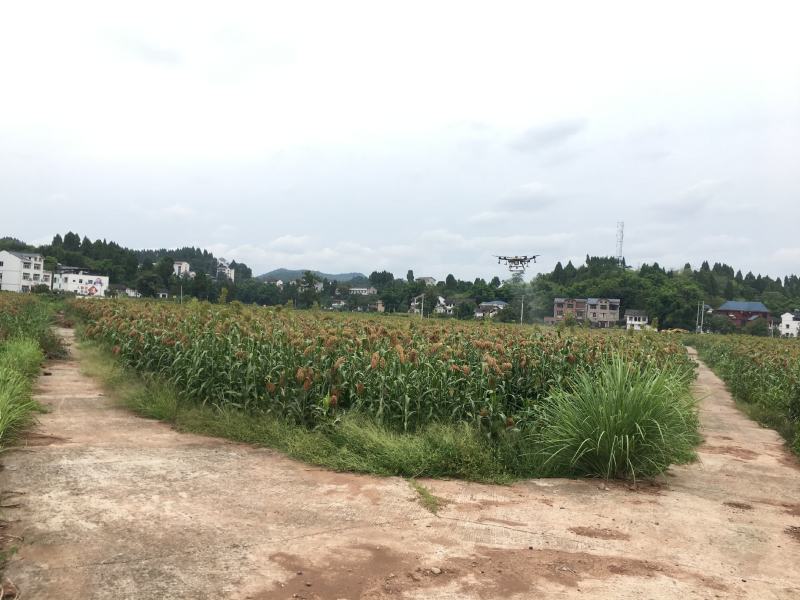 高粱红缨子