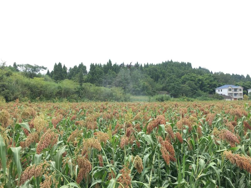 高粱红缨子
