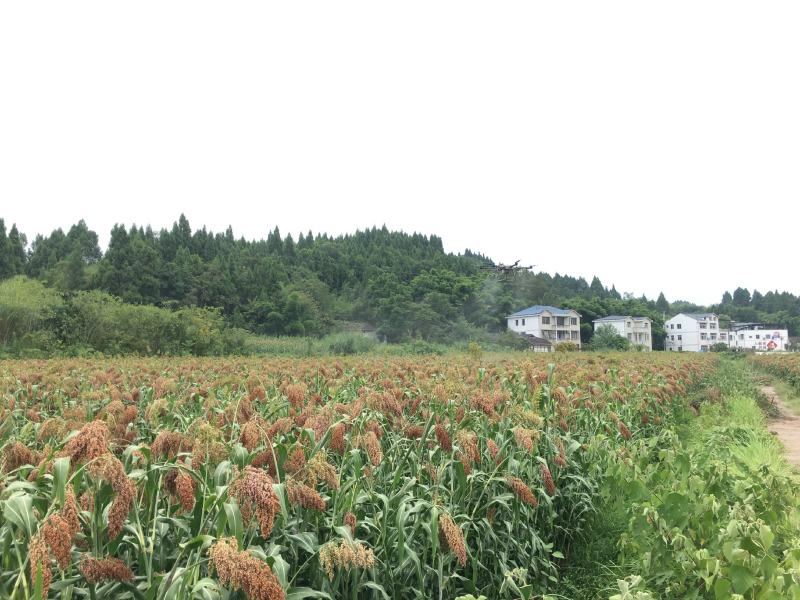 高粱红缨子