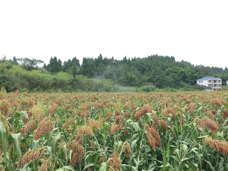 高粱红缨子