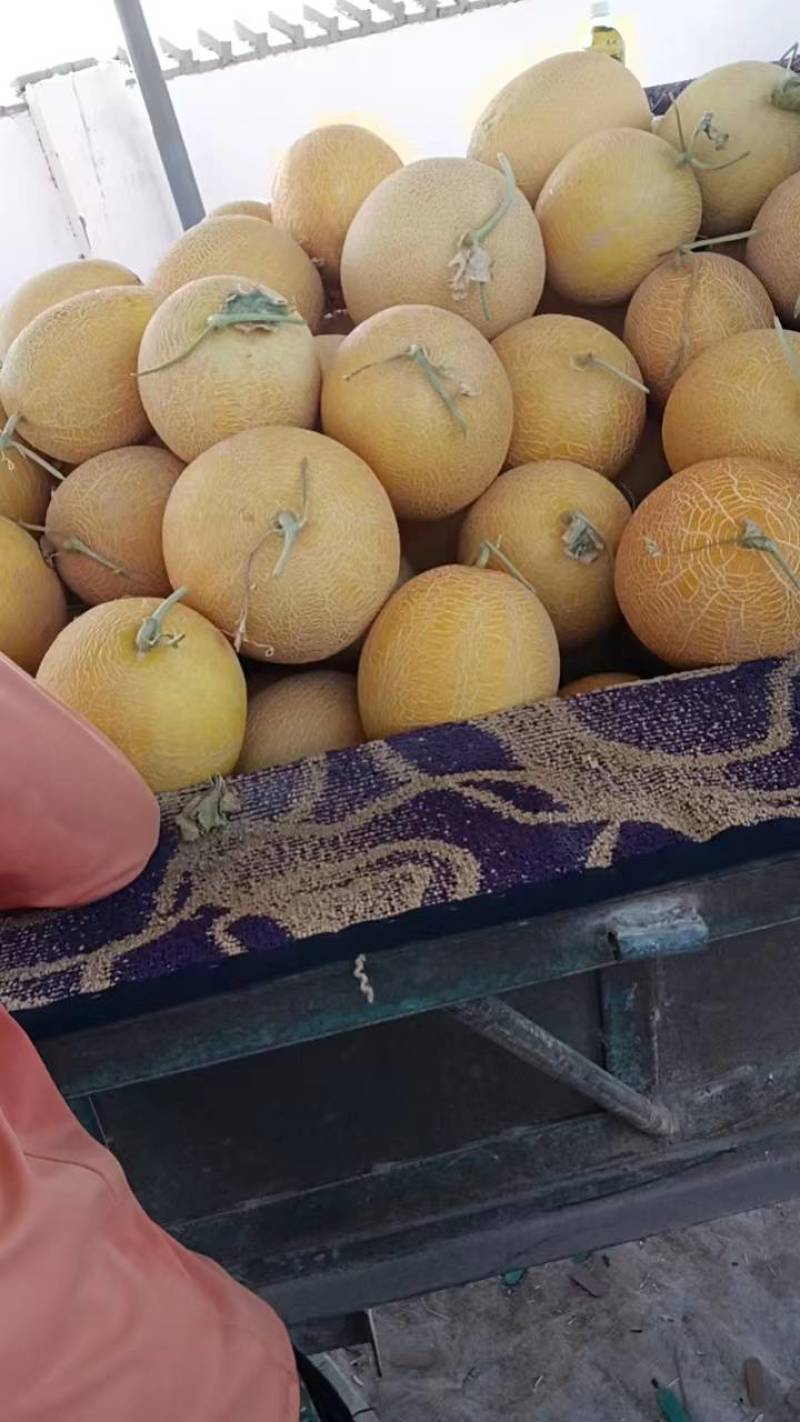 甘肃省酒泉市瓜州县沙漠原产地一手货源金蜜王哈密瓜货源充足