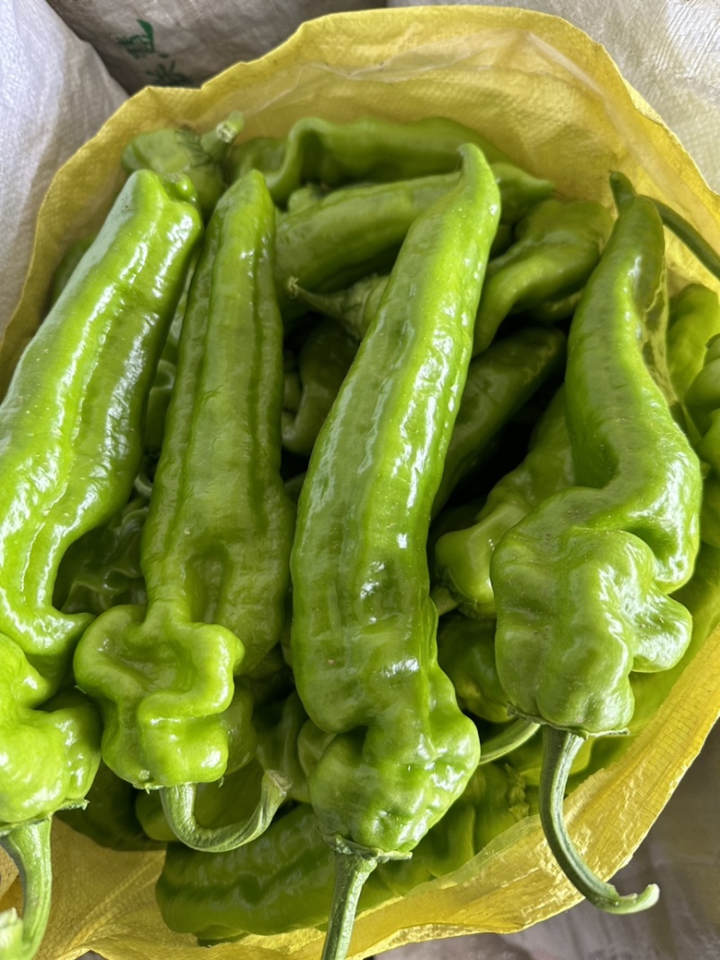 山东费县精品大棚301尖椒，大量上市，代收代发