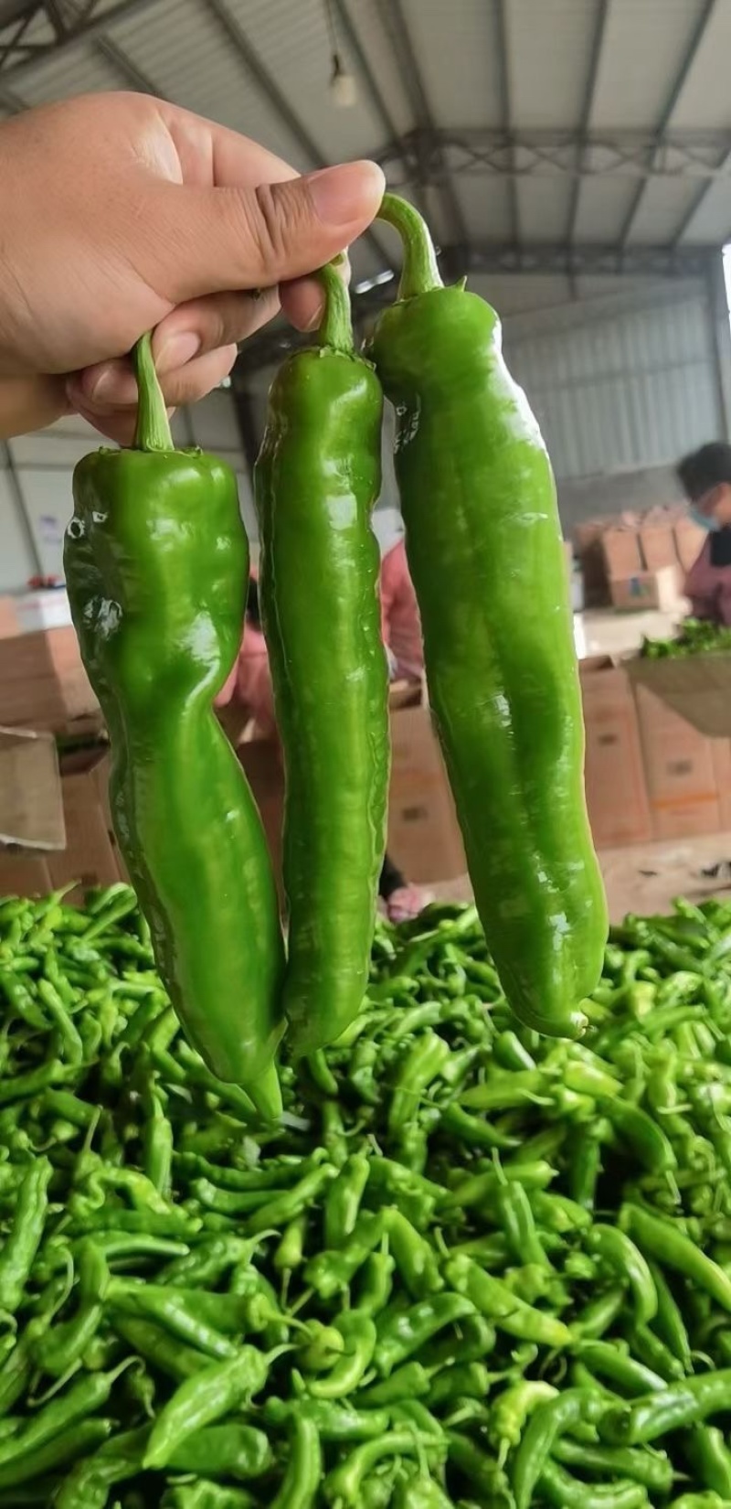 山东费县精品大棚301尖椒，大量上市，代收代发