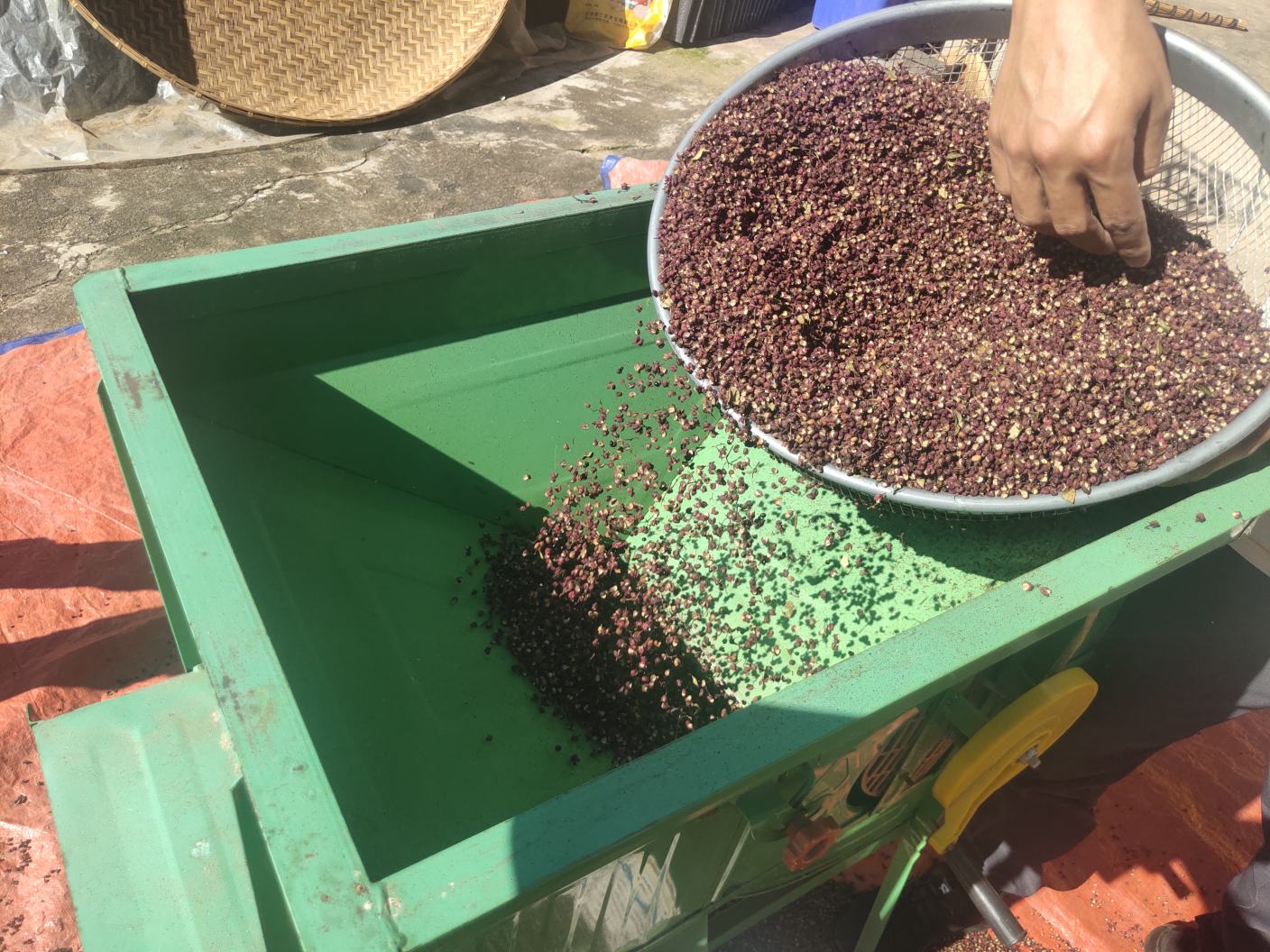 手持式电动花椒采摘器正在作业,果实通过振动分离脱落 手持式电动花椒采摘器