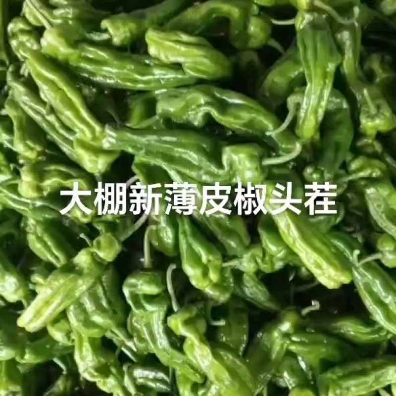 鲜辣椒薄皮椒芜湖椒苏椒火爆上市中，对接各大市场电商商超