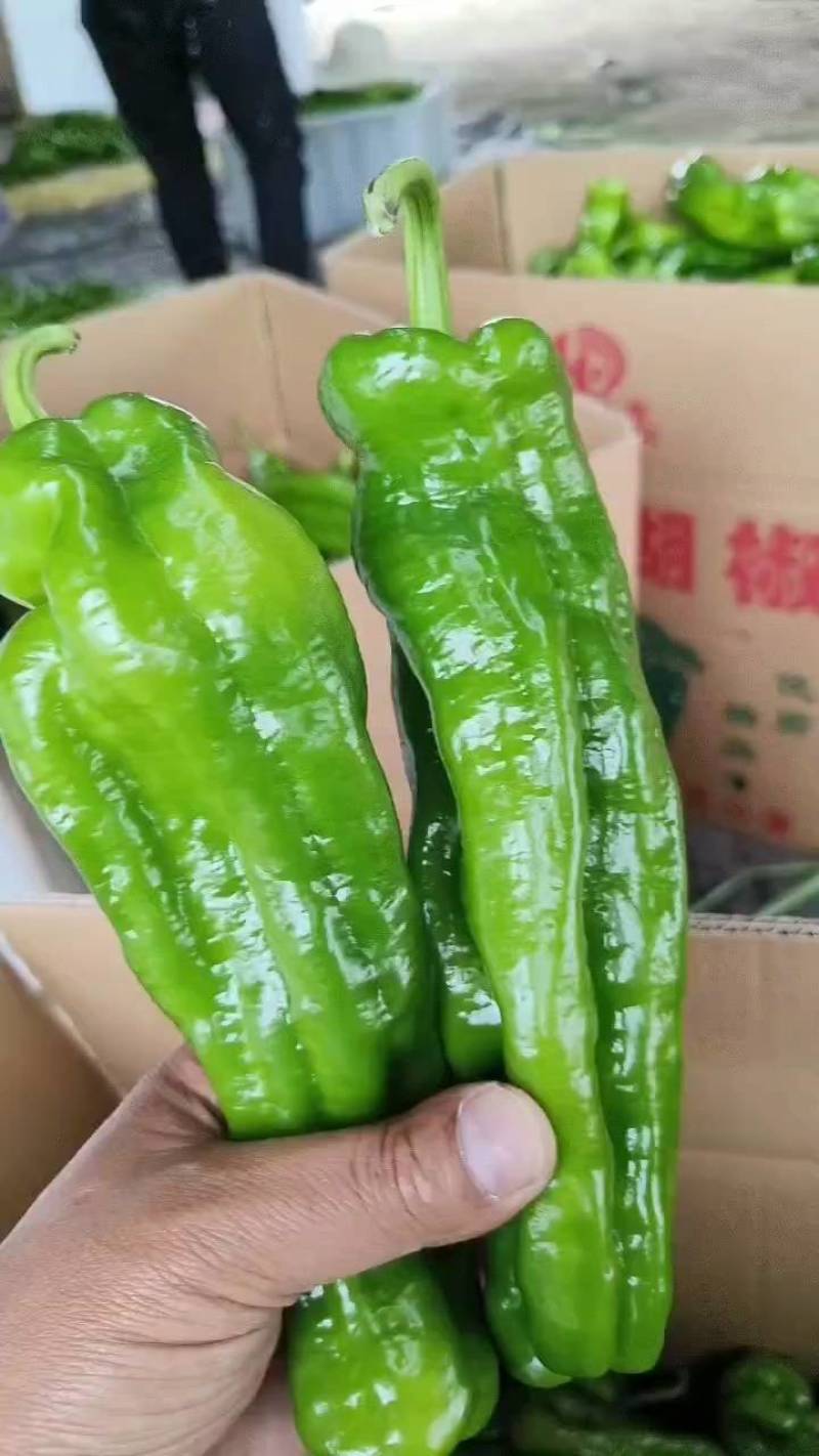 鲜辣椒薄皮椒芜湖椒苏椒火爆上市中，对接各大市场电商商超