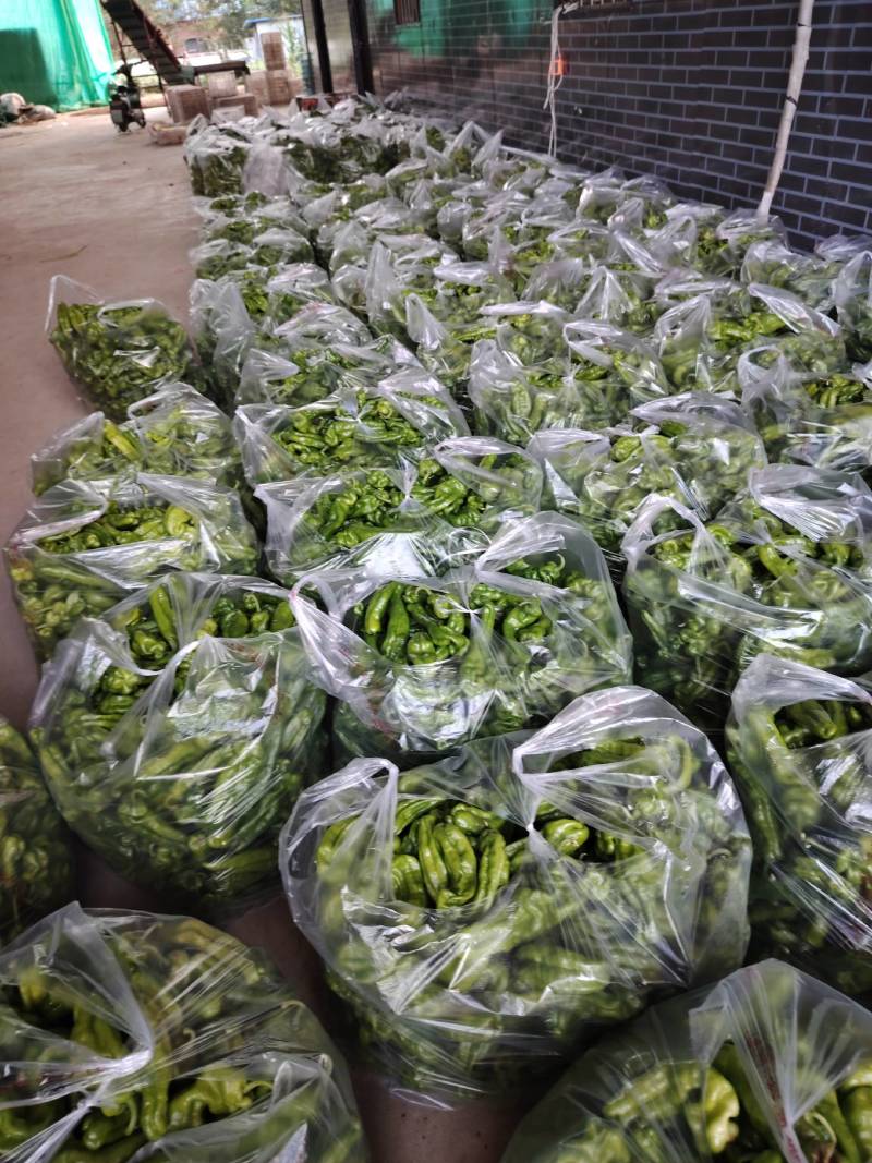 鲜辣椒薄皮椒芜湖椒苏椒火爆上市中，对接各大市场电商商超