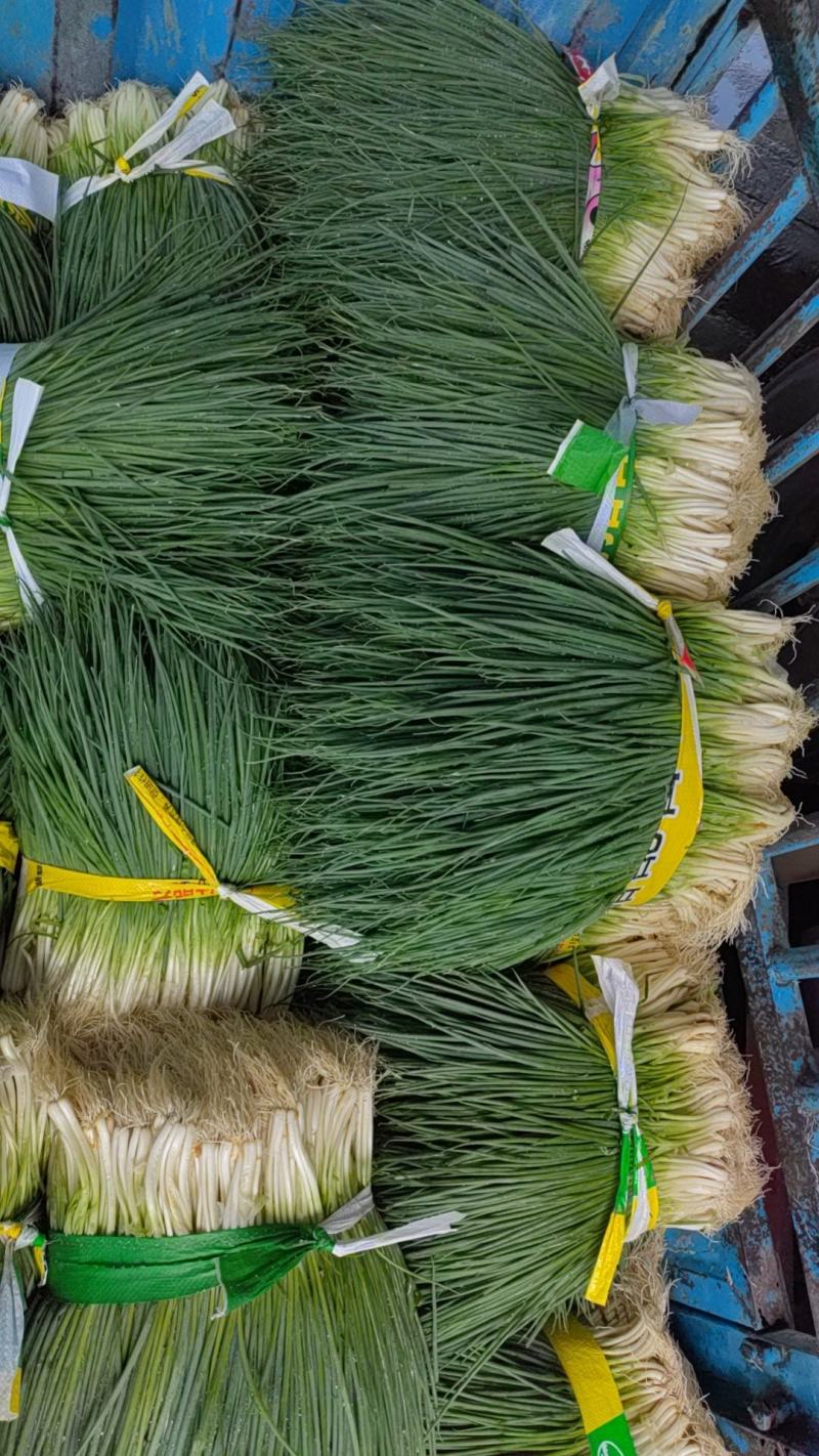四季葱，大黑米葱，大量上市，质量好，价格低。