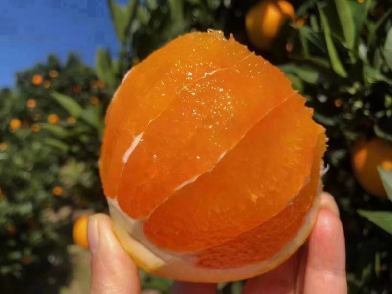 纽荷尔脐橙长虹脐橙九月红果冻橙产地货源充足保质保量