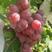 礼泉万亩红提葡萄产地，高山地区优质红提葡萄。实力诚信合作