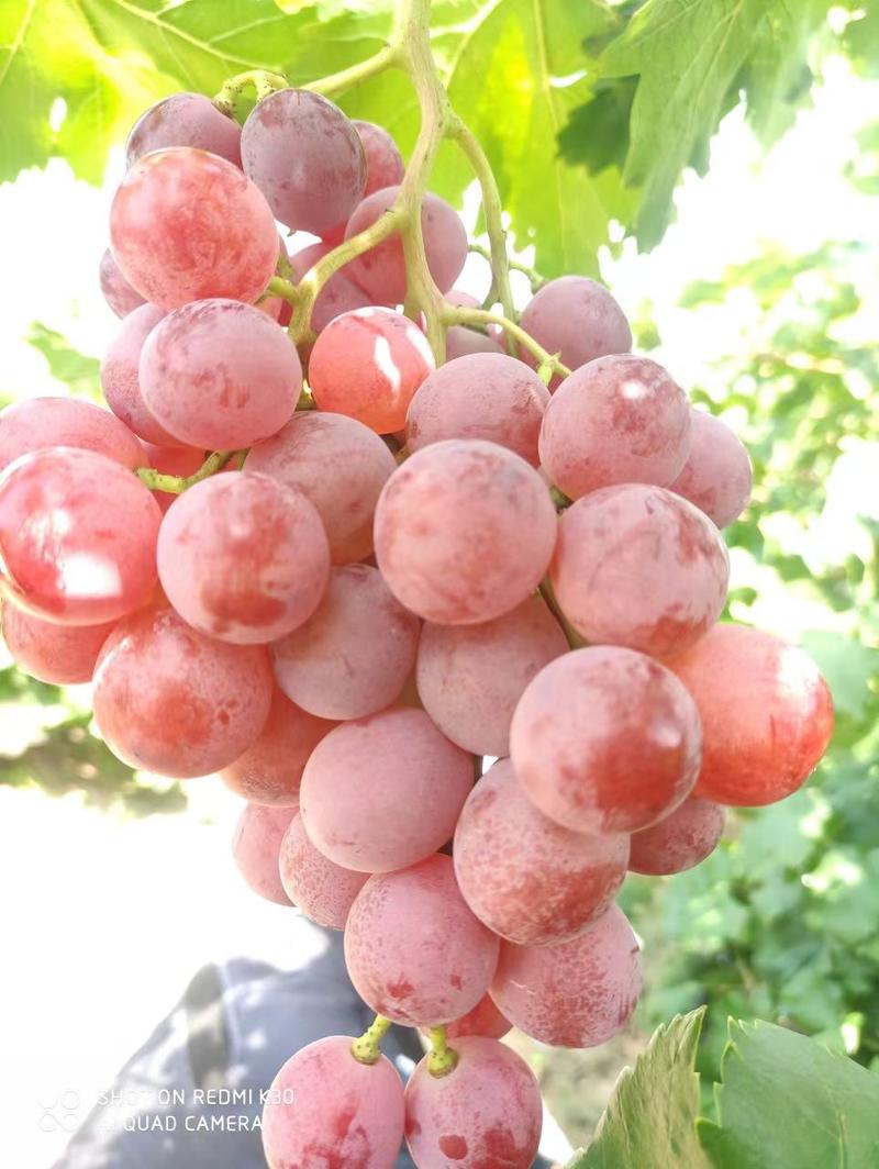 礼泉万亩红提葡萄产地，高山地区优质红提葡萄。实力诚信合作