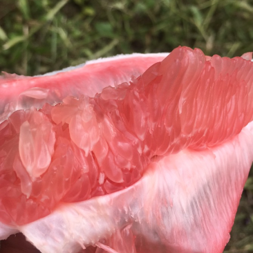 蜜柚（福建省漳州市平和县琯溪蜜柚）