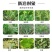41除草剂烂根死根百草一扫光草甘膦灭草剂果树除草剂