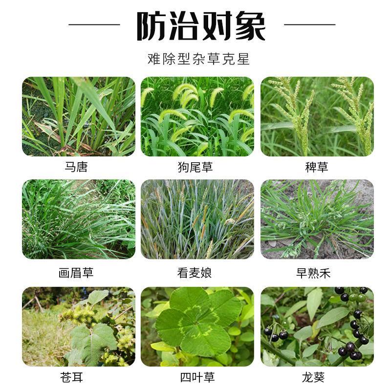 41除草剂烂根死根百草一扫光草甘膦灭草剂果树除草剂