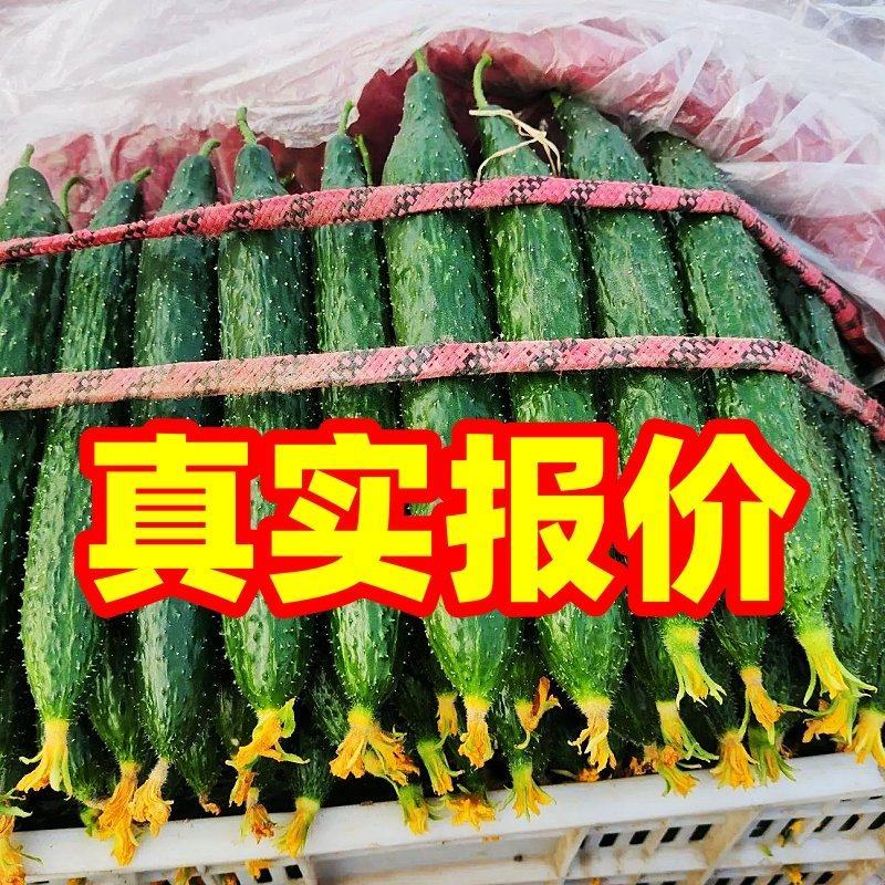 【发货量大】山东黄瓜亮条黄瓜鲜花，社区团购电商，赶集市场