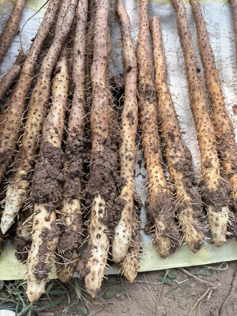 焦作温县垆土地铁棍山药30cm-70cm长