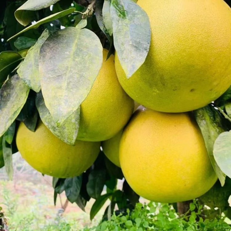 【实力】湖北蜜柚红心柚湖北柚子三红柚子产地直发电商市场货