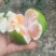 四川特早蜜橘二次小果