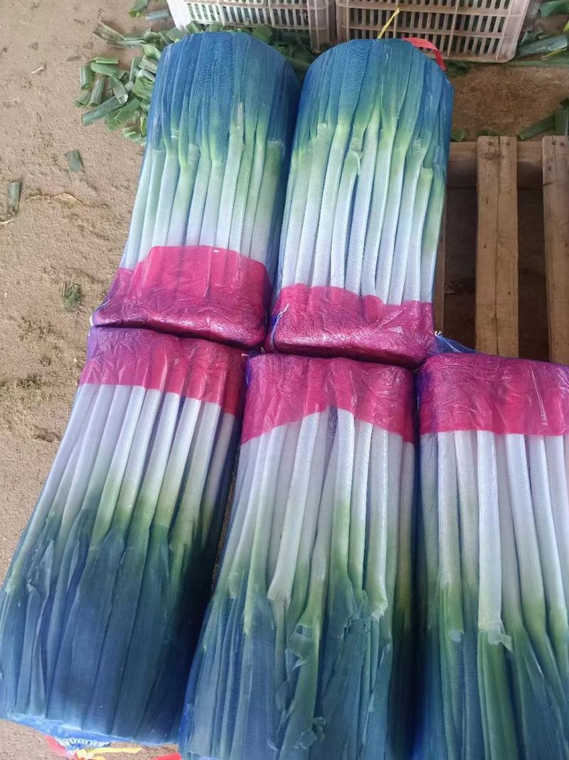 大茐，福建大茐，钢茐，精品大茐，大产区整车直发
