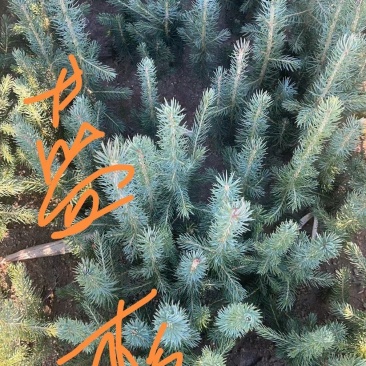 蓝杉,小苗,杯苗定植树,东北抗寒品种,品质好,品种纯度高