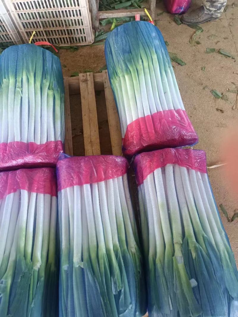 大茐，福建大茐，钢茐，精品大茐，大产区整车直发