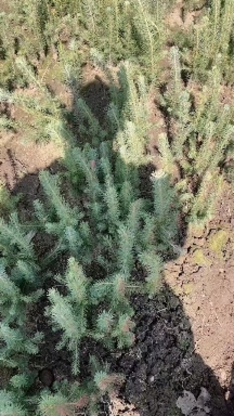 蓝杉，小苗，杯苗定植树，东北抗寒品种，品质好，品种纯度高