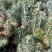 蓝杉,小苗,杯苗定植树,东北抗寒品种,品质好,品种纯度高