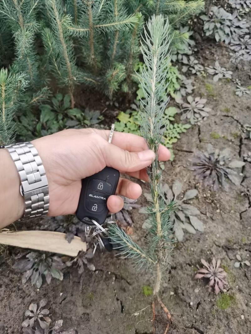 蓝杉，小苗，杯苗定植树，东北抗寒品种，品质好，品种纯度高
