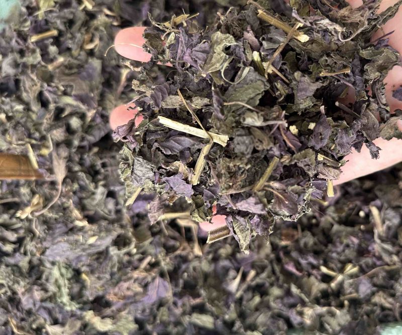 新鲜紫苏叶量大从优长期供货欢迎电话咨询