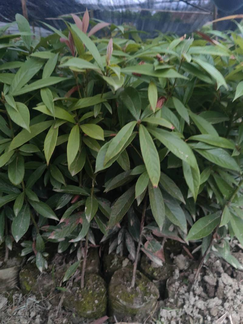 楠木苗金丝楠木树苗桢楠楠闽楠苗江西楠木树苗