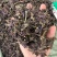新鲜紫苏叶量大从优长期供货欢迎电话咨询