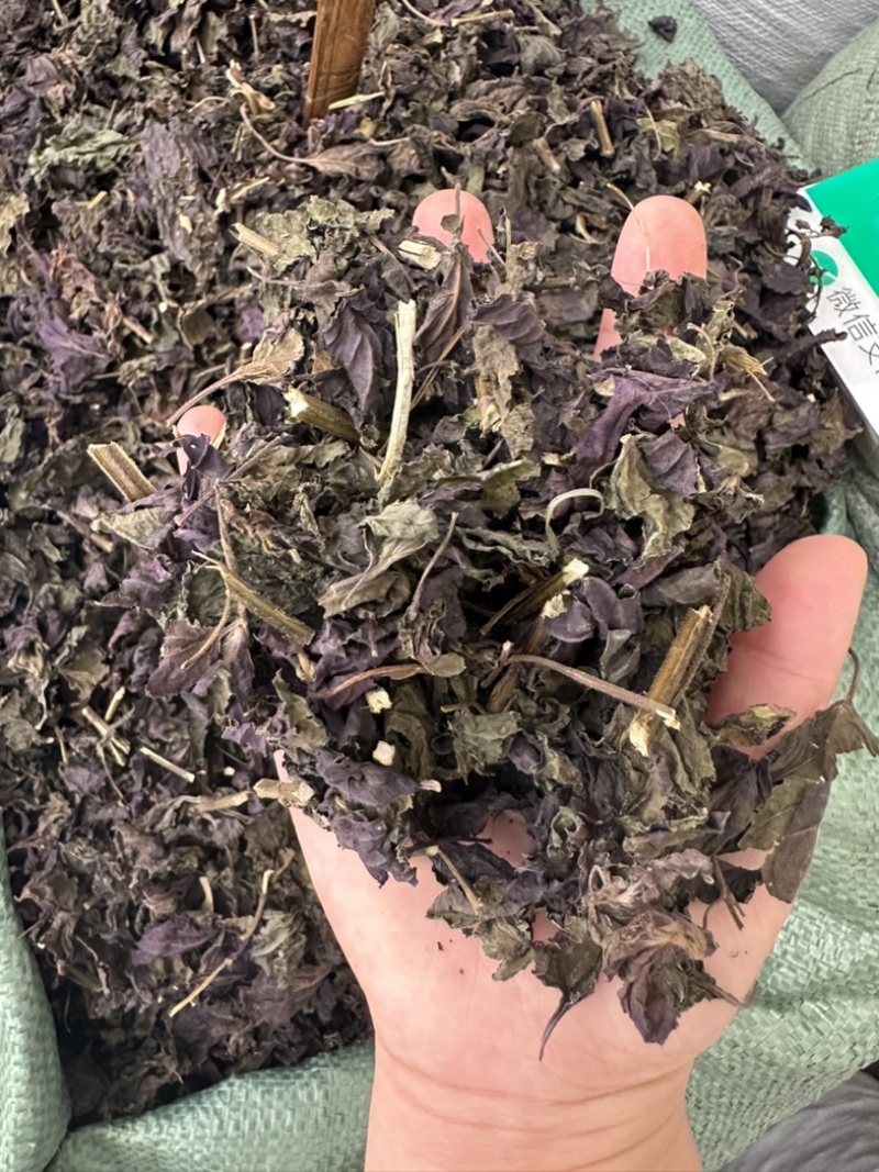 新鲜紫苏叶量大从优长期供货欢迎电话咨询