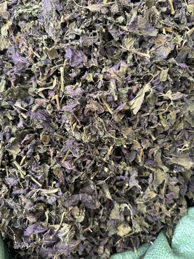 新鲜紫苏叶量大从优长期供货欢迎电话咨询