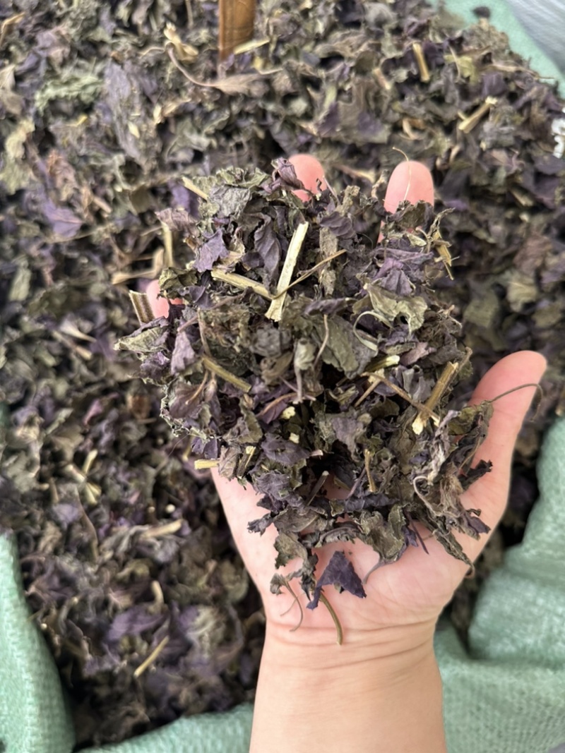 新鲜紫苏叶量大从优长期供货欢迎电话咨询