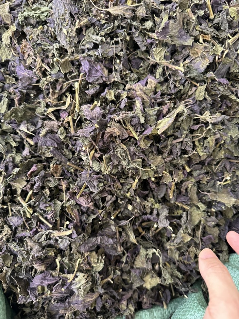 新鲜紫苏叶量大从优长期供货欢迎电话咨询