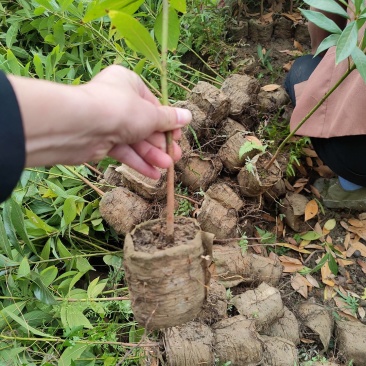 楠木苗金丝楠木树苗桢楠楠闽楠苗江西楠木树苗